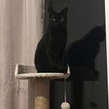 Photo de chat perdu à Moulis En Medoc