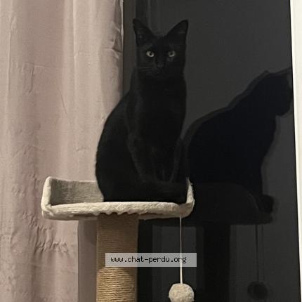 Photo 1/1 Krokmo Chat perdu à Moulis en medoc