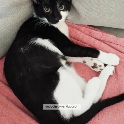 Photo 1/1 CHIDO Chat perdu à La chapelle sur edre