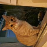 Photo de chat trouvé à Lyon