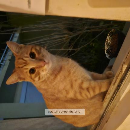 Photo 1/1 Chat trouvé Trouvé à Lyon