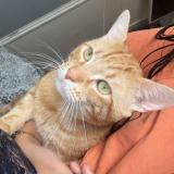 Photo de chat perdu à Montauban