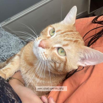 Photo 1/1 carotte Chat perdu à Montauban