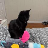 Photo de chat perdu à Longueuil