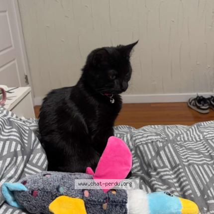 Photo 1/1 Nova Chat perdu à Longueuil