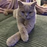 Photo de chat perdu à Villeneuve Les Maguelones