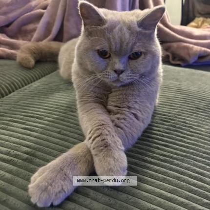 Photo 1/1 Zut Chat perdu à Villeneuve les maguelones