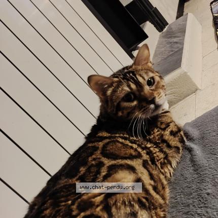Photo de chat perdu à Clamecy