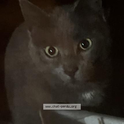 Photo 1/1 Chat trouvé Trouvé à Boisseuil