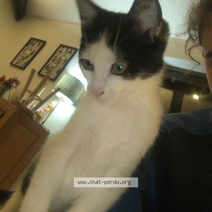 Photo 1/1 Chat retrouvé Perdu à Theux