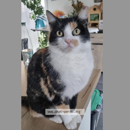 Photo de chat perdu à Pouxeux