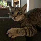 Photo de chat perdu à Esperce