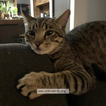 Photo 1/1 LOKÏ Chat perdu à Esperce