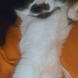 Photo de chat perdu à San Diego