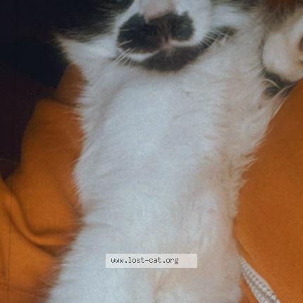 Photo 1/1 Pablo Chat perdu à San diego