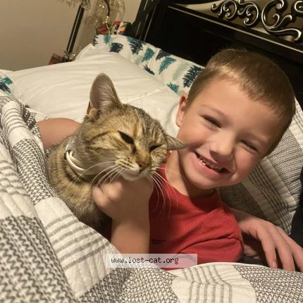 Photo 1/1 Persnickety Chat perdu à Shepherdsville