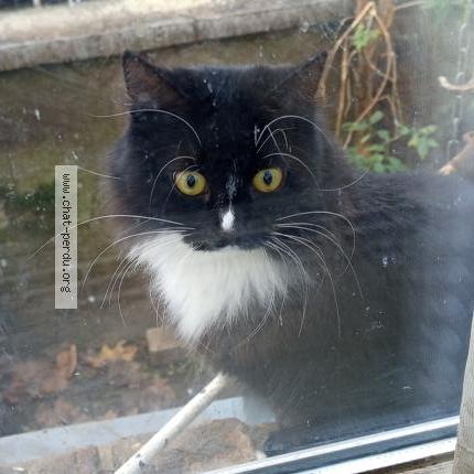 Photo 1/1 Chat trouvé Trouvé à Tassin la demi lune