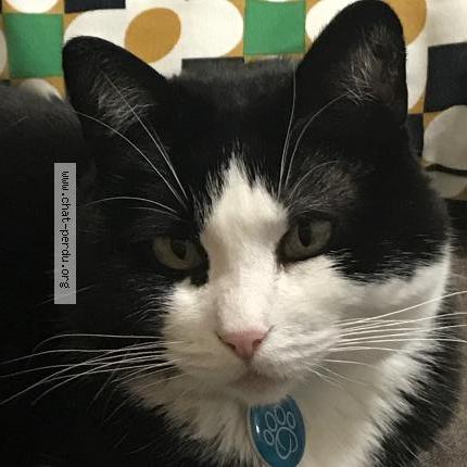 Photo 1/1 Félica Chat perdu à Brest