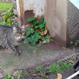 Photo de chat trouvé à Tassin La Demi Lune