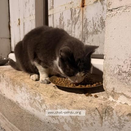 Photo 1/1 Chat trouvé Trouvé à Chateauroux