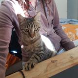 Photo de chat perdu à Marseille