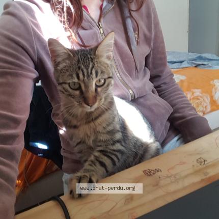 Photo 1/1 N&eacute;a Chat perdu à Marseille