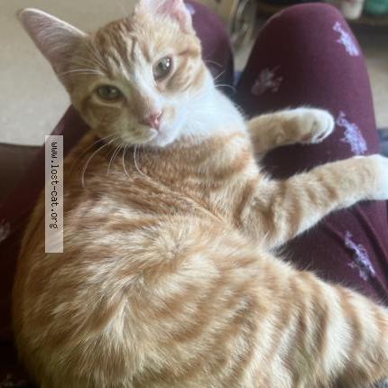 Photo 1/1 Ginger Chat perdu à Edmonton