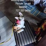 Photo de chat perdu à Tampa