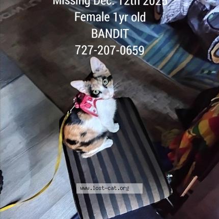 Photo 1/1 BANDIT Chat perdu à Tampa