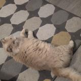 Photo de chat perdu à Draveil