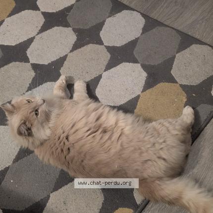 Photo 1/1 Chat retrouvé Perdu à Draveil