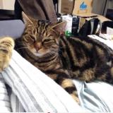 Photo de chat perdu à Clermont Ferrand