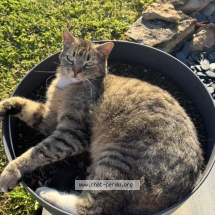 Photo 1/1 Tigrou Chat perdu à Lunan
