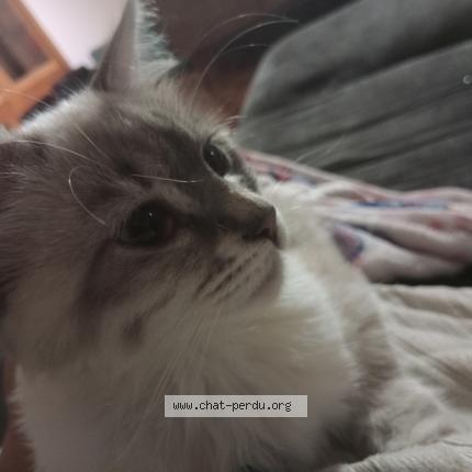 Photo 1/1 Mignonne Chat perdu à Entre deux guiers