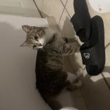 Photo de chat trouvé à Nimes