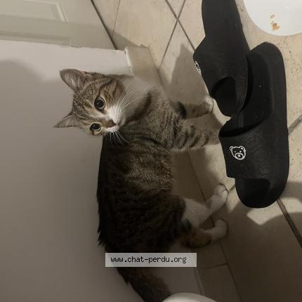 Photo 1/1 Chat trouvé Trouvé à Nimes