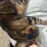 Photo de chat perdu à Chateau Gontier