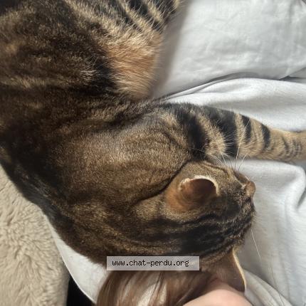 Photo 1/1 Shiva Chat perdu à Chateau gontier