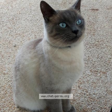 Photo 1/1 HAPPY Chat perdu à Golfech