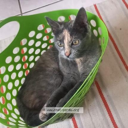 Photo de chat perdu à Rillieux La Pape