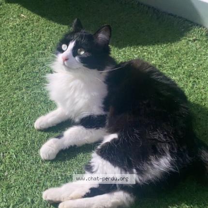 Photo 1/1 Chat retrouvé Perdu à Villard bonnot