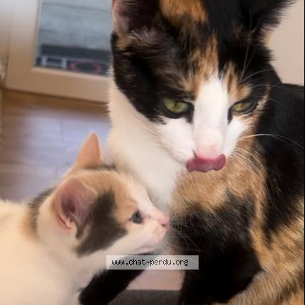 Photo 1/1 Roquette Chat perdu à Olivet