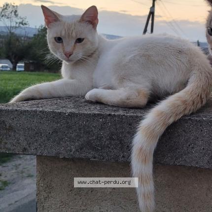 Photo 1/1 Venom Chat perdu à Saint georges haute ville