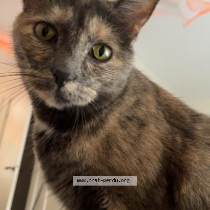 Photo de chat perdu à Nancy