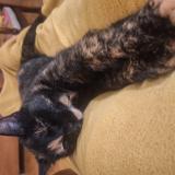 Photo de chat perdu à Lausanne