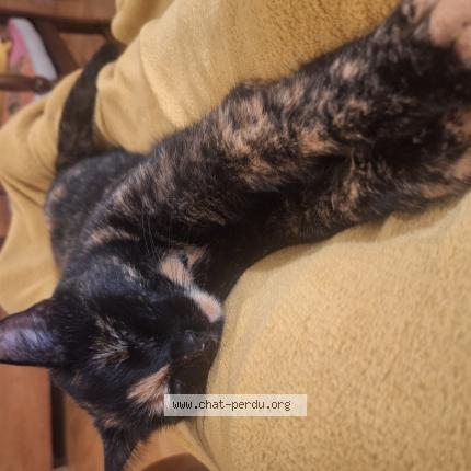 Photo 1/1 Gis&egrave;le Friche Chat perdu à Lausanne