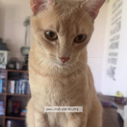 Photo de chat perdu à Rouen