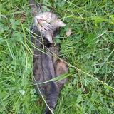 Photo de chat perdu à Seyssinet Pariset