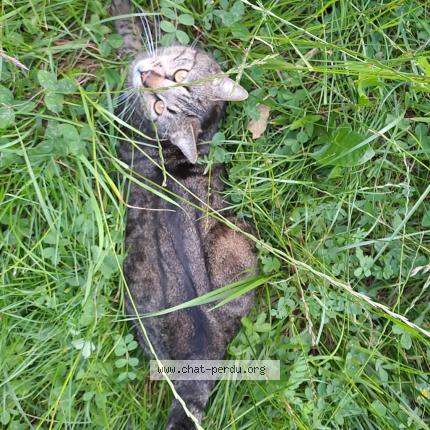 Photo 1/1 Léo Chat perdu à Seyssinet pariset