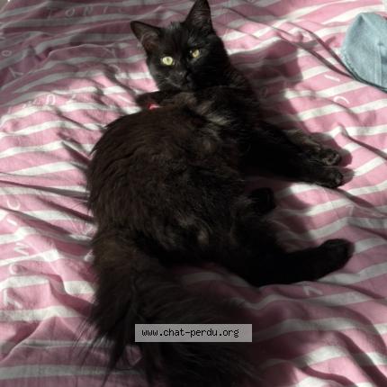 Photo 1/1 Chat retrouvé Perdu à Etterbeek